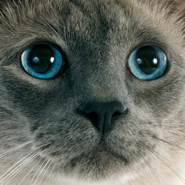 Gatto siamese