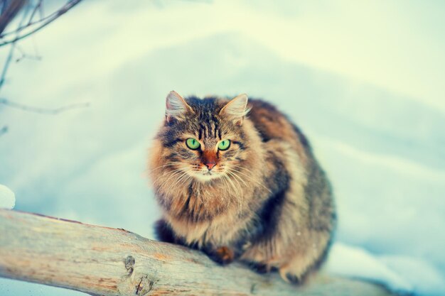 Gatto siberiano all'aperto in inverno