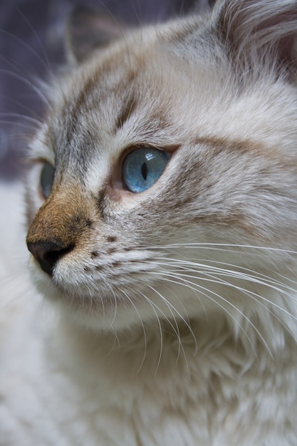 Gatto siberiano Neva Masquerade, gattino di 9 mesi, con bellissimi occhi azzurri ravvicinati