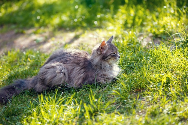 Gatto siberiano rilassante all'aperto sull'erba