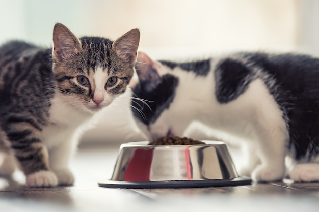 Gatto. Simpatico gattino con una ciotola di granuli a casa o in giardino.