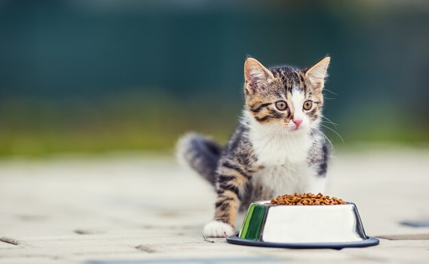 Gatto. Simpatico gattino con una ciotola di granuli a casa o in giardino.