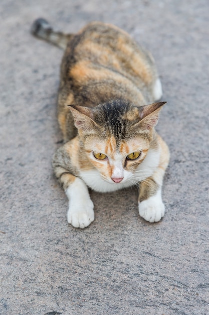 Gatto solo sullo sfondo di cemento di strada