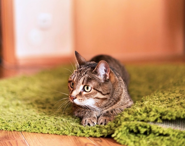 Gatto soriano a strisce beige sdraiato sul tappeto verde e si prepara a saltare nella stanza di casa carino