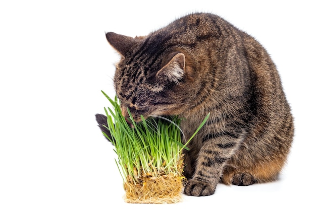 Gatto soriano a strisce grigie che mangia il primo piano idroponico verde fresco dei germogli dell'avena su fondo bianco