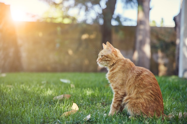 Gatto soriano arancione che si siede sul prato del patio con alba nel. È seduto con la schiena dritta su un fianco.