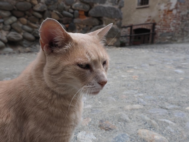 Gatto soriano arancione