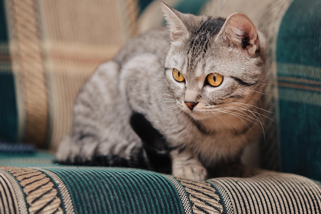 Gatto soriano bianco e nero con occhi arancioni. Il gatto è sdraiato su un divano o una poltrona.