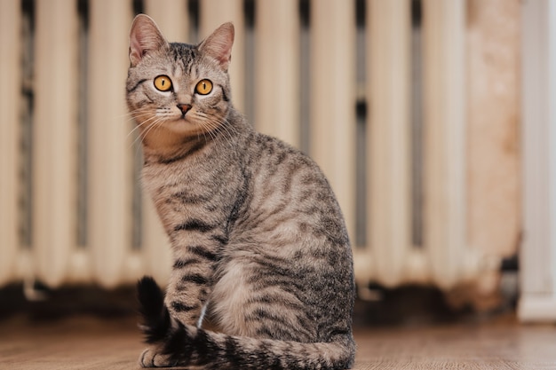 Gatto soriano bianco e nero con occhi arancioni.