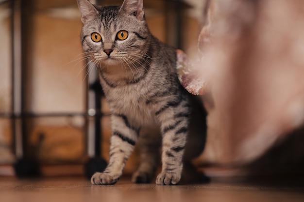 Gatto soriano bianco e nero con occhi arancioni.