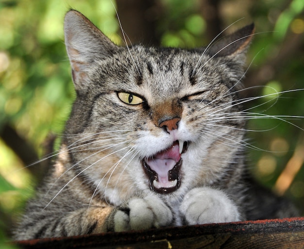 Gatto soriano che sbadiglia. Un gatto in un ambiente naturale che ha un buon sbadiglio.