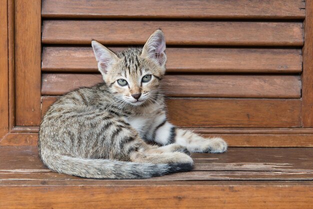 Gatto soriano con occhi verdi sdraiato su una dispensa di legno