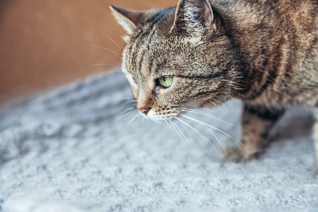 Gatto soriano domestico a pelo corto arrogante ritratto divertente rilassante a casa al chiuso