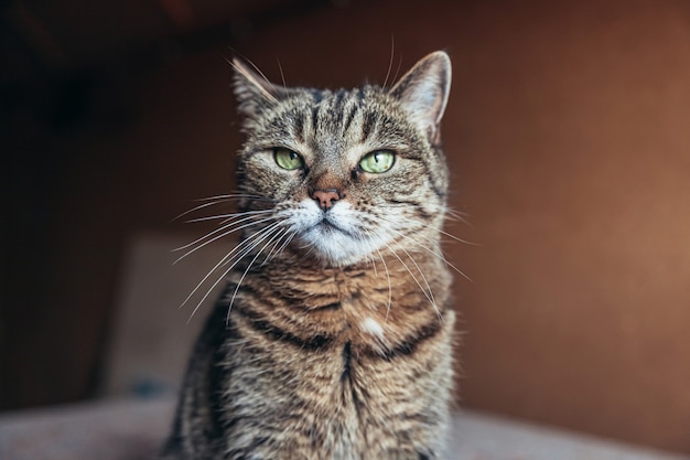 Gatto soriano domestico a pelo corto arrogante ritratto divertente rilassante a casa