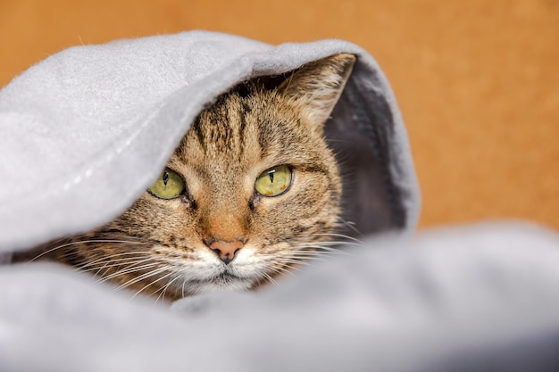 Gatto soriano domestico arrogante divertente sdraiato sul divano sotto il plaid al chiuso gattino che riposa a casa tenendo ...