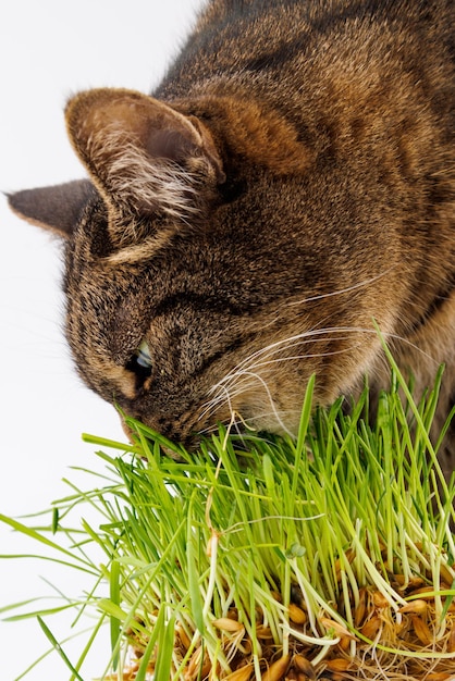 Gatto soriano domestico grigio che mangia erba verde fresca primo piano su sfondo bianco con messa a fuoco selettiva e sfocatura Leccandosi il naso con la lingua rosa occhi chiusi