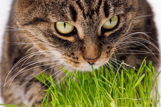 Gatto soriano domestico grigio che mangia il primo piano dell'erba verde fresca su fondo bianco con il fuoco selettivo