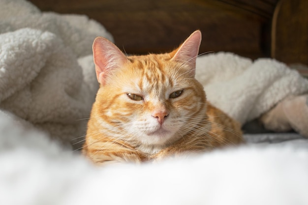 Gatto soriano giallo che fissa e riposa sul letto con una soffice coperta