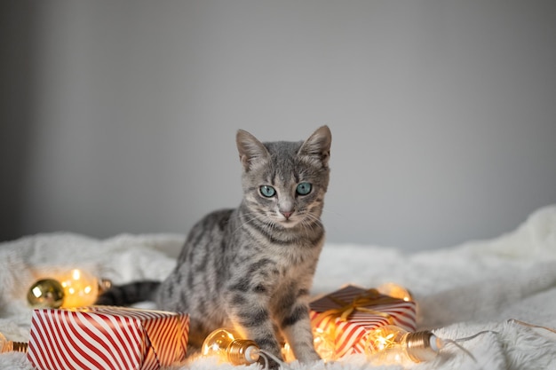 Gatto soriano grigio sdraiato su un letto accogliente con scatole bokeh luci dorate natalizie Vacanze invernali2022