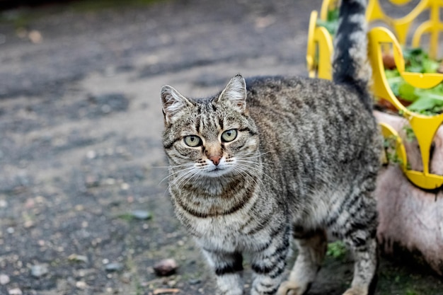 Gatto soriano grigio senzatetto per strada