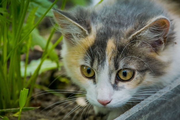 Gatto soriano in giardino