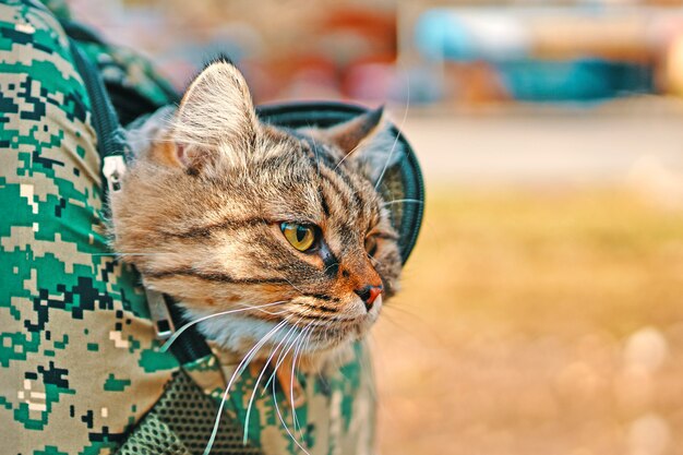 Gatto soriano in una borsa.