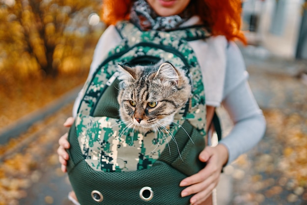 Gatto soriano in una borsa.