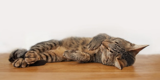 Gatto soriano pigro domestico sdraiato sul pavimento di legno all'interno contro uno sfondo bianco della parete con copyspace Adorabile piccolo animale domestico che dorme napping a casa Simpatico felino peloso peloso che fa le fusa in tutta comodità