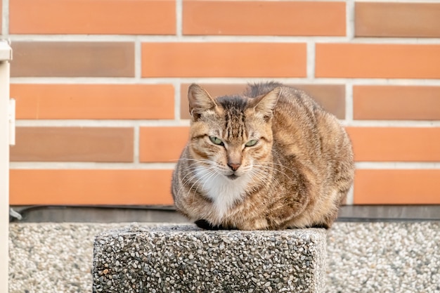 Gatto soriano randagio per strada in città