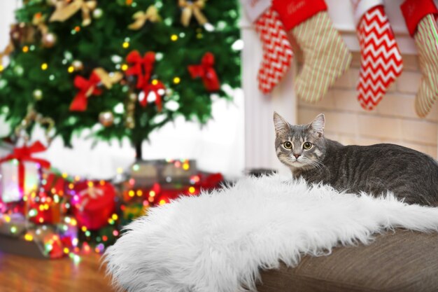Gatto soriano sdraiato su plaid bianco in soggiorno decorato per Natale