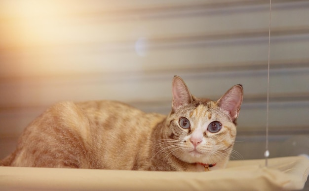 Gatto soriano sulla mensola a muro del gatto