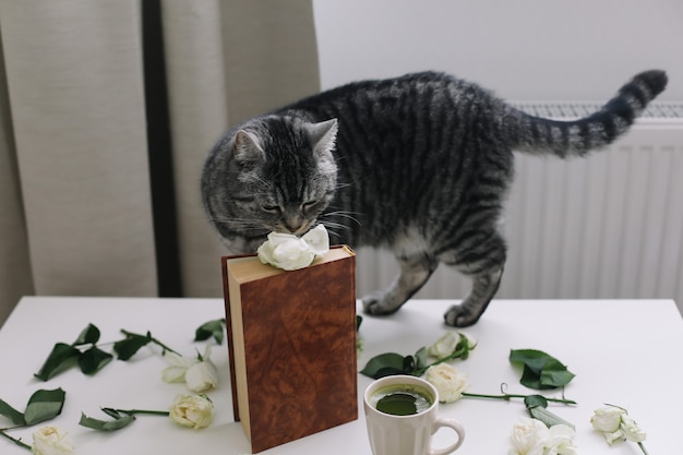Gatto soriano sveglio un libro tazza di tè e rose sul tavolo fiori profumati gatto divertente a casa