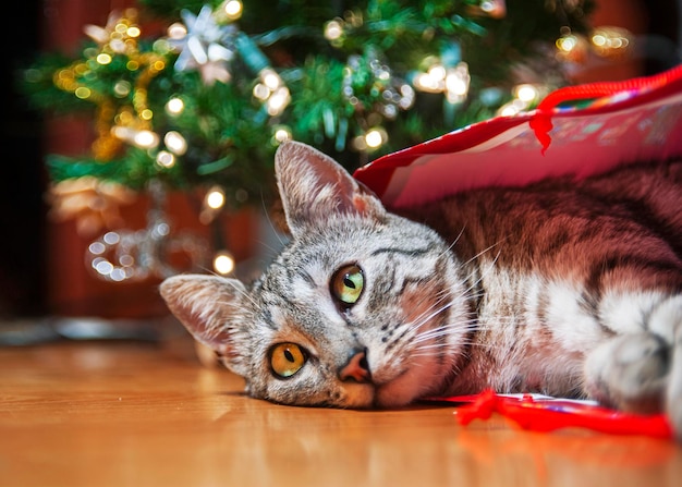 Gatto sotto l'albero di Natale