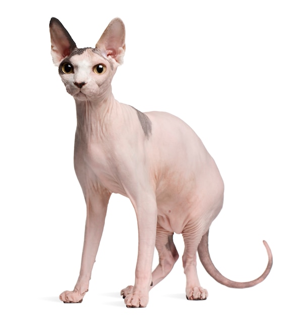 Gatto Sphynx, 13 mesi. Ritratto di gatto isolato