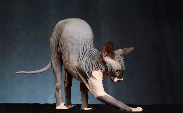 Gatto Sphynx allungato