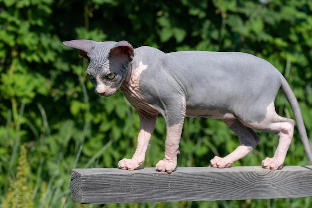 Gatto Sphynx di razza graziosa di colore blu e bianco in piedi in alto sulla traversa di legno e guardando in basso