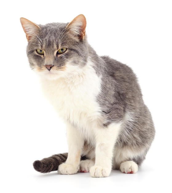 Gatto su sfondo bianco