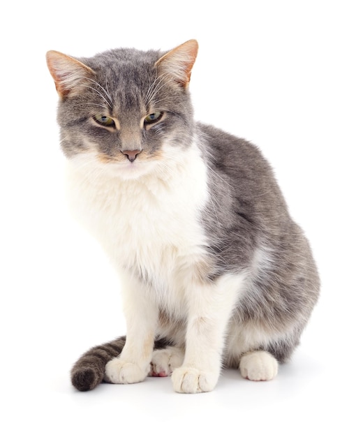 Gatto su sfondo bianco