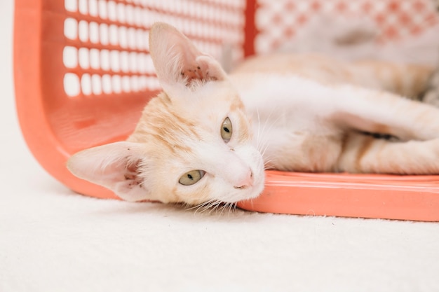 Gatto su sfondo bianco