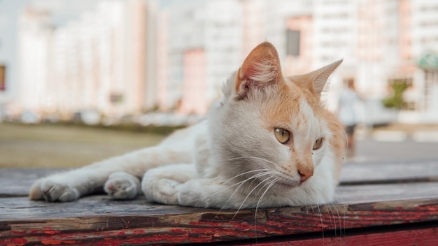 Gatto su strada gatto peloso multicolore su strada