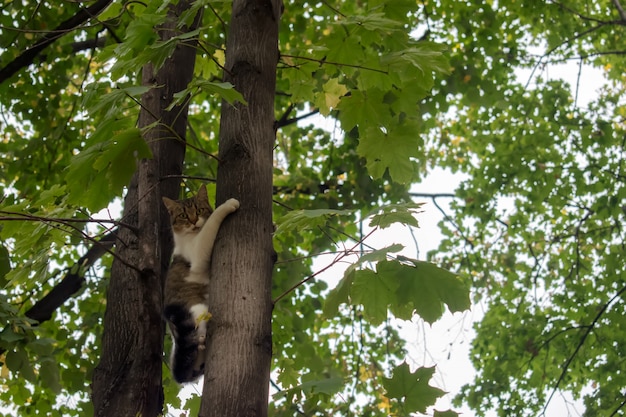 Gatto su un albero