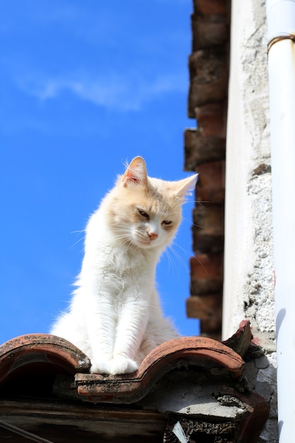 Gatto su un tetto