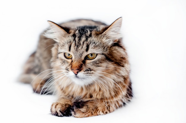 gatto su uno sfondo bianco