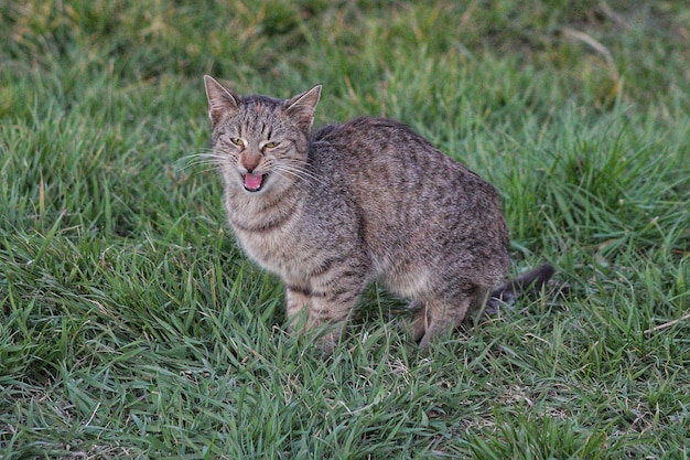 Gatto sul campo