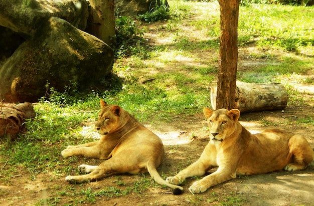 Gatto sul campo