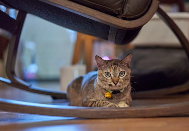 Gatto sul cuscino della sedia a dondolo