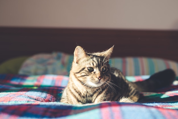 gatto sul letto a casa