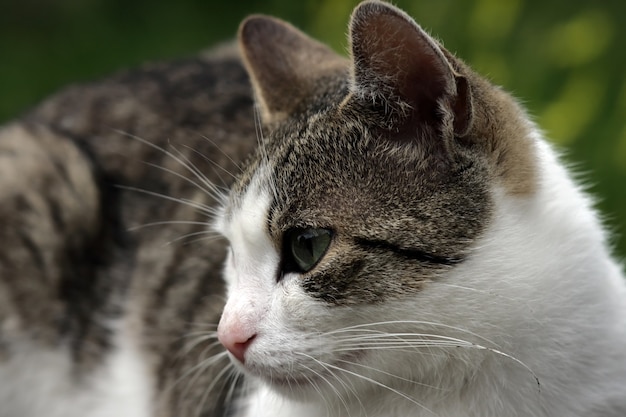 Gatto sul prato verde estivo