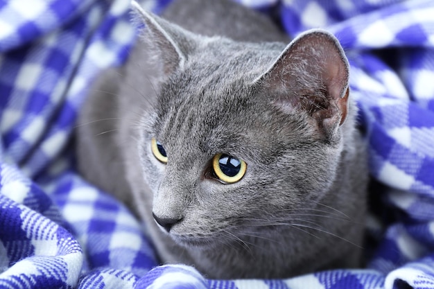 Gatto sul primo piano coperta viola