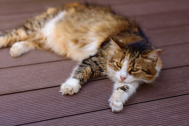 gatto sul tavolo